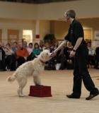 canine freestyle, heelwork to music, dancing dog